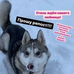 Подробнее об объявлении «Пропала собака кобель Троицк» Фото: пропала собака Западно-сибирская лайка «Пропала собака кобель Троицк» в г. Троицк