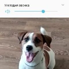 Подробнее об объявлении «Красноярск Пропала собака кобель прошу помощи» Фото: пропала собака Джек рассел терьер «Красноярск Пропала собака кобель прошу помощи» в г. Красноярск