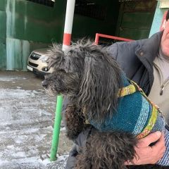 Подробнее об объявлении «Пропала собака кобель ул. ская, в мгса, рядом с 15-ой бо Реутов» Фото: пропала собака Пудель «Пропала собака кобель ул. ская, в мгса, рядом с...» в г. Реутов