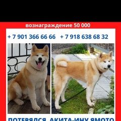 Подробнее об объявлении «Пропала собака кобель акита Красногорск» Фото: пропала собака Акита-ину «Пропала собака кобель акита Красногорск» в г. Красногорск