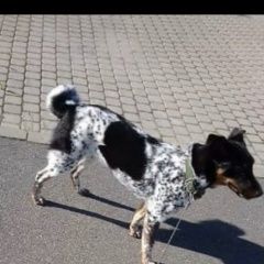 Подробнее об объявлении «Пропала собака Санкт-Петербург» Фото: пропала собака  «Пропала собака Санкт-Петербург» в г. Санкт-Петербург