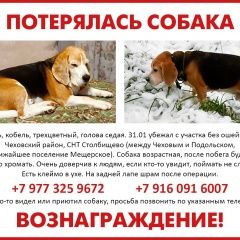Подробнее об объявлении «Пропала собака кобель моск.обл ский р-н, домодедовский р-н Чехов» Фото: пропала собака Бигль «Пропала собака кобель моск.обл ский р-н,...» в г. Чехов