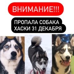 Подробнее об объявлении «Пропала собака порода хаски Ульяновск» Фото: пропала собака Сибирская хаски «Пропала собака порода хаски Ульяновск» в г. Ульяновск