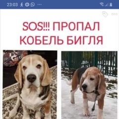 Подробнее об объявлении «Пропала собака кобель возрастной кобель бигля Чехов» Фото: пропала собака  «Пропала собака кобель возрастной кобель бигля...» в г. Чехов