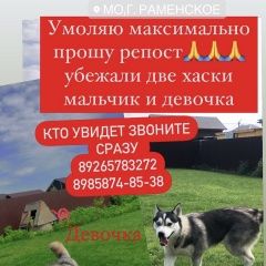 Подробнее об объявлении «Пропала собака кобель девочка и мальчик Раменское» Фото: пропала собака  «Пропала собака кобель девочка и мальчик Раменское» в г. Раменское