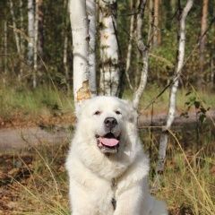 Подробнее об объявлении «Пропала собака зовут мася. на ул. федосенко Нижний Новгород» Фото: пропала собака Пиренейская горная собака «Пропала собака зовут мася. на ул. федосенко...» в г. Нижний Новгород