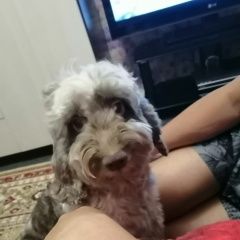 Подробнее об объявлении «Пропала собака кобель, кобель по кличке тёма Санкт-Петербург» Фото: пропала собака  «Пропала собака кобель, кобель по кличке тёма...» в г. Санкт-Петербург