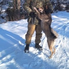 Подробнее об объявлении «Пропала собака кобель украли собаку Санкт-Петербург» Фото: пропала собака  «Пропала собака кобель украли собаку...» в г. Санкт-Петербург