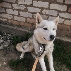 Подробнее об объявлении «Пропала собака кобель Санкт-Петербург» Фото: пропала собака Сибирская хаски «Пропала собака кобель Санкт-Петербург» в г. Санкт-Петербург