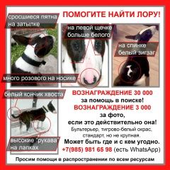 Подробнее об объявлении «Пропала собака ищем давно, находится у чужих людей Москва» Фото: пропала собака Бультерьер «Пропала собака ищем давно, находится у чужих...» в г. Москва