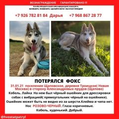 Подробнее об объявлении «Подольск Пропала собака кобель» Фото: пропала собака Западно-сибирская лайка «Подольск Пропала собака кобель» в г. Подольск