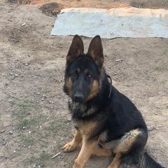 Подробнее об объявлении «Астрахань Пропала собака кобель» Фото: пропала собака Немецкая овчарка «Астрахань Пропала собака кобель» в г. Астрахань