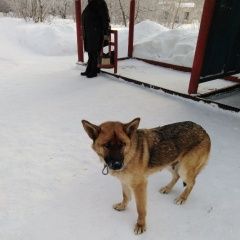 Подробнее об объявлении «Кирово-Чепецк Пропала собака» Фото: пропала собака  «Кирово-Чепецк Пропала собака» в г. Кирово-Чепецк