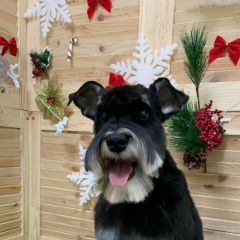 Подробнее об объявлении «Новороссийск Пропала собака кобель цвергшнауцер» Фото: пропала собака Цвергшнауцер «Новороссийск Пропала собака кобель цвергшнауцер» в г. Новороссийск