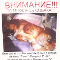 Подробнее об объявлении «Ростов-на-Дону Пропала собака» Фото: пропала собака Пекинес «Ростов-на-Дону Пропала собака» в г. Ростов-на-Дону