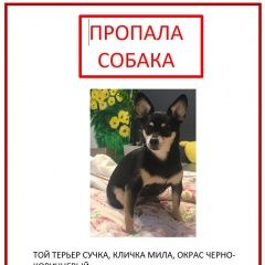 Подробнее об объявлении «Красноярск Пропала собака той-терьер, девочка» Фото: пропала собака Той-терьер «Красноярск Пропала собака той-терьер, девочка» в г. Красноярск