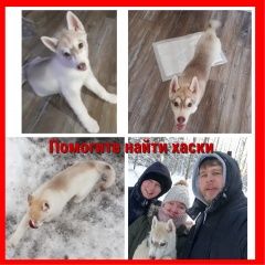 Подробнее об объявлении «Пропала собака кобель Пушкино» Фото: пропала собака Сибирская хаски «Пропала собака кобель Пушкино» в г. Пушкино