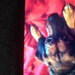 Подробнее об объявлении «Ярославль Пропала собака кобель» Фото: пропала собака  «Ярославль Пропала собака кобель» в г. Ярославль