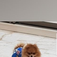 Подробнее об объявлении «Пропала собака кобель шпиц Нижний Новгород» Фото: пропала собака  «Пропала собака кобель шпиц Нижний Новгород» в г. Нижний Новгород