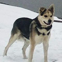 Подробнее об объявлении «Пропала собака кобель кличка-кузя Ульяновск» Фото: пропала собака  «Пропала собака кобель кличка-кузя Ульяновск» в г. Ульяновск