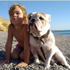 Подробнее об объявлении «Пропала собака кобель английский бульдог, 3 года, кобель Симферополь» Фото: пропала собака Английский бульдог «Пропала собака кобель английский бульдог, 3...» в г. Симферополь