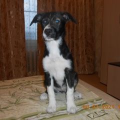 Подробнее об объявлении «Пропала собака Зеленоград» Фото: пропала собака  «Пропала собака Зеленоград» в г. Зеленоград