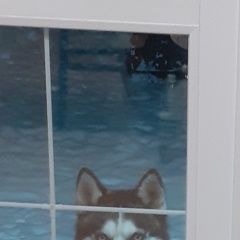 Подробнее об объявлении «Пропала собака кобель Волжский (Самарская обл.)» Фото: пропала собака  «Пропала собака кобель Волжский (Самарская обл.)» в г. Волжский (Самарская обл.)