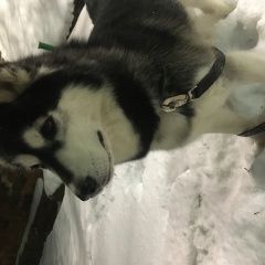 ����: ������� ������  ����� ������� ������ � �. ����