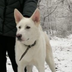 Подробнее об объявлении «Пропала собака Владикавказ» Фото: пропала собака  «Пропала собака Владикавказ» в г. Владикавказ