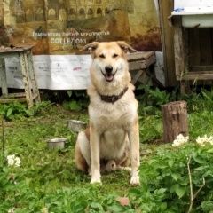 Подробнее об объявлении «Пропала собака кобель дик Санкт-Петербург» Фото: пропала собака  «Пропала собака кобель дик Санкт-Петербург» в г. Санкт-Петербург