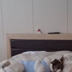 Подробнее об объявлении «Пропала собака Королёв (Юбилейный) (Московская обл.)» Фото: пропала собака  «Пропала собака Королёв (Юбилейный) (Московская...» в г. Королёв (Юбилейный) (Московская обл.)