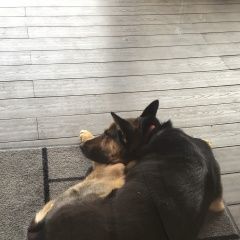 Подробнее об объявлении «Подольск Пропала собака девочка 4 года» Фото: пропала собака Немецкая овчарка «Подольск Пропала собака девочка 4 года» в г. Подольск