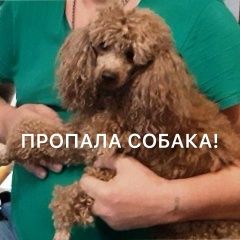 Подробнее об объявлении «Пропала собака кобель вознаграждение Нижний Новгород» Фото: пропала собака Пудель «Пропала собака кобель вознаграждение Нижний...» в г. Нижний Новгород