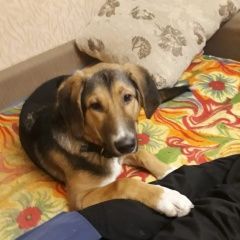 Подробнее об объявлении «Красноярск Пропала собака кобель кабель кличка марк» Фото: пропала собака Гончая «Красноярск Пропала собака кобель кабель кличка...» в г. Красноярск