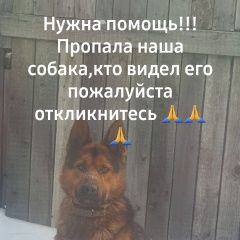 Подробнее об объявлении «Красноярск Пропала собака кобель» Фото: пропала собака Немецкая овчарка «Красноярск Пропала собака кобель» в г. Красноярск