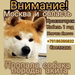 Подробнее об объявлении «Пропала собака кобель Красногорск» Фото: пропала собака Акита-ину «Пропала собака кобель Красногорск» в г. Красногорск
