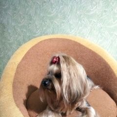 Подробнее об объявлении «Тюмень Пропала собака» Фото: пропала собака  «Тюмень Пропала собака» в г. Тюмень