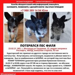 Подробнее об объявлении «Пропала собака кобель Москва» Фото: пропала собака  «Пропала собака кобель Москва» в г. Москва