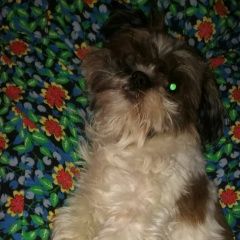 Подробнее об объявлении «Пропала собака кобель Самара» Фото: пропала собака  «Пропала собака кобель Самара» в г. Самара