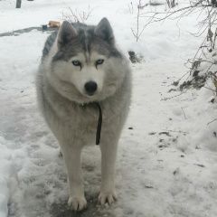 Подробнее об объявлении «Люберцы Пропала собака кобель хаски по кличке сэм» Фото: пропала собака  «Люберцы Пропала собака кобель хаски по кличке сэм» в г. Люберцы
