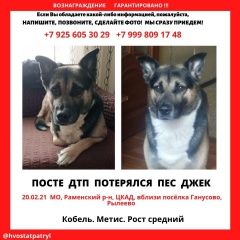 Подробнее об объявлении «Бронницы Пропала собака кобель» Фото: пропала собака  «Бронницы Пропала собака кобель» в г. Бронницы