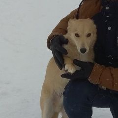 Подробнее об объявлении «Пропала собака кобель Гороховец» Фото: пропала собака  «Пропала собака кобель Гороховец» в г. Гороховец