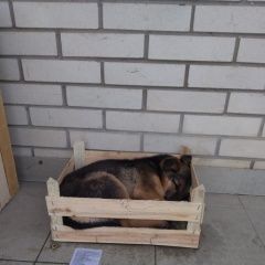 Подробнее об объявлении «Ростов-на-Дону Пропала собака ищем с.» Фото: пропала собака  «Ростов-на-Дону Пропала собака ищем с.» в г. Ростов-на-Дону
