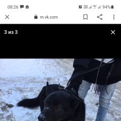 Подробнее об объявлении «Пропала собака кобель Нижний Новгород» Фото: пропала собака  «Пропала собака кобель Нижний Новгород» в г. Нижний Новгород