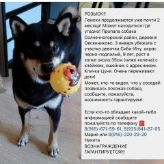 Подробнее об объявлении «Пропала собака сиба-ину Москва» Фото: пропала собака  «Пропала собака сиба-ину Москва» в г. Москва