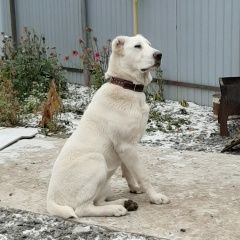 Подробнее об объявлении «Тюмень Пропала собака алабай белый 11 мес.девочка» Фото: пропала собака Среднеазиатская овчарка «Тюмень Пропала собака алабай белый 11 мес.девочка» в г. Тюмень