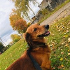 Подробнее об объявлении «Пропала собака кобель Боровичи» Фото: пропала собака  «Пропала собака кобель Боровичи» в г. Боровичи