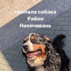 Подробнее об объявлении «Ростов-на-Дону Пропала собака кобель» Фото: пропала собака  «Ростов-на-Дону Пропала собака кобель» в г. Ростов-на-Дону