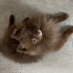 Подробнее об объявлении «Обнинск Пропала собака кобель шоколадный шпиц» Фото: пропала собака Немецкий шпиц «Обнинск Пропала собака кобель шоколадный шпиц» в г. Обнинск