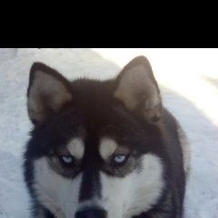Подробнее об объявлении «Омск Пропала собака» Фото: пропала собака Сибирская хаски «Омск Пропала собака» в г. Омск